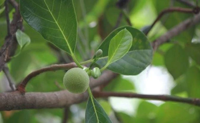 daun nangka obat tradisional